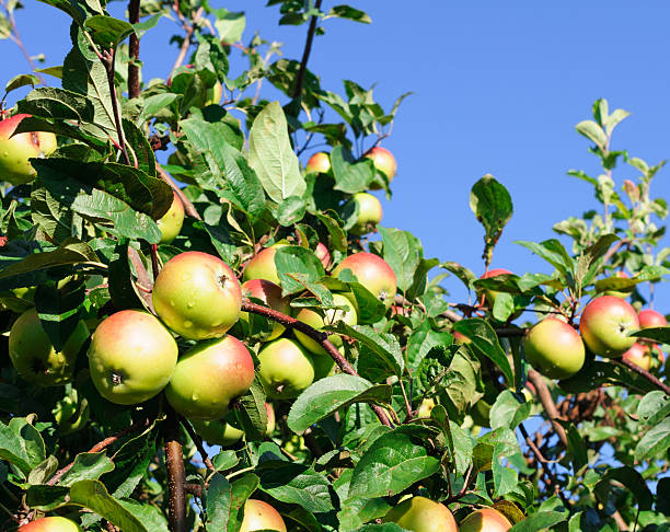 istock Red apples on the branch of an apple-tree 517018531