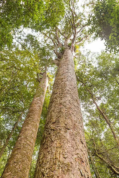 Kauri, a native New Zealand tree, can be found in some forests on the North Island. 