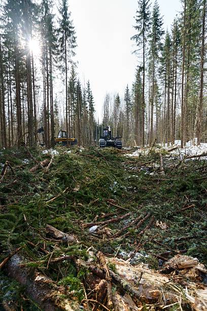 istock In forest it conducts work on wood harvesting 517019234