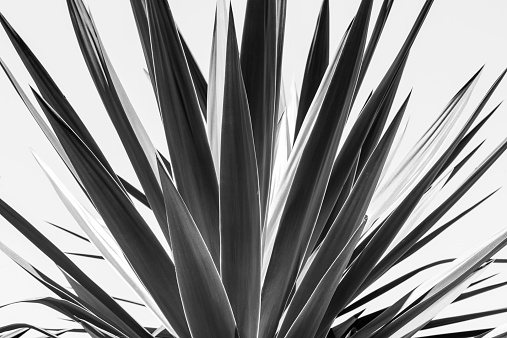 close up of an agave, black and white version