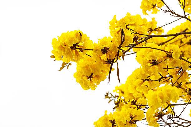 istock Yellow tabebuia flower blossom on white background 517019352