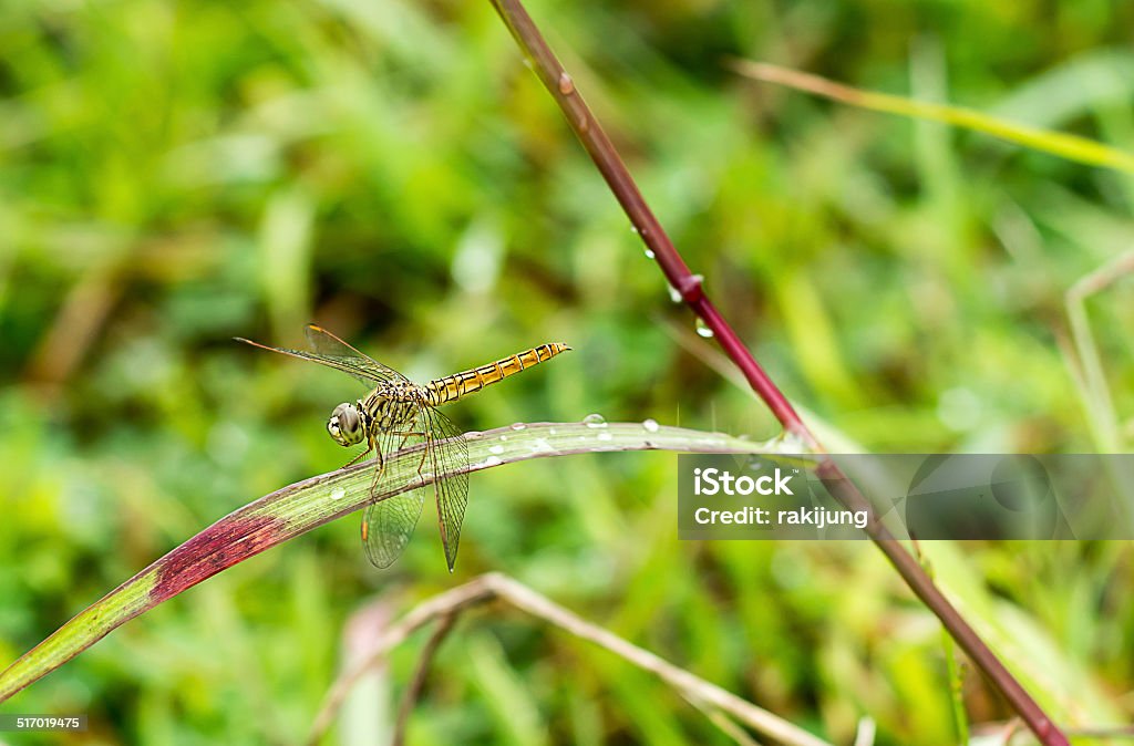 dragonfly outdoor (coleopteres splendens) Animal Stock Photo