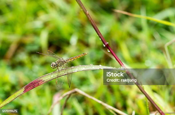 Dragonfly Outdoor Stock Photo - Download Image Now - Animal, Animal Body Part, Animal Wildlife