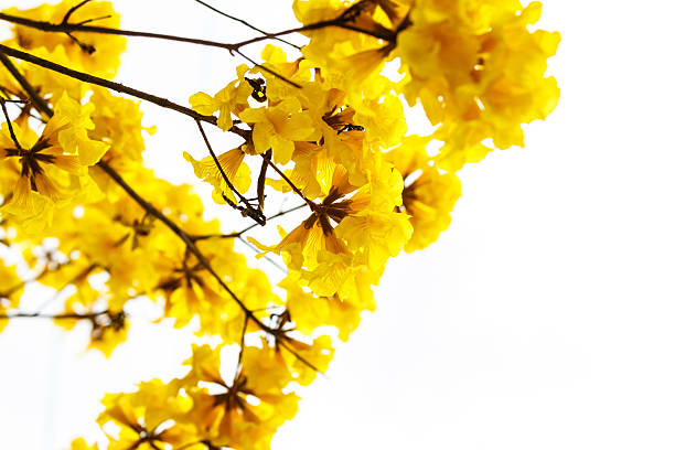 istock Yellow tabebuia flower blossom on white background 517019516