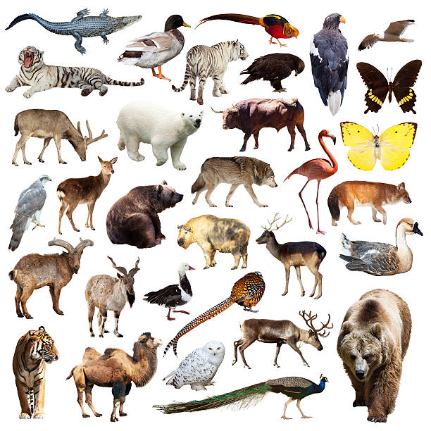 istock bear and other asian animals. Isolated on white 517020253