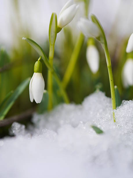 istock Group of snowdrop flowers  growing in snow 517020391
