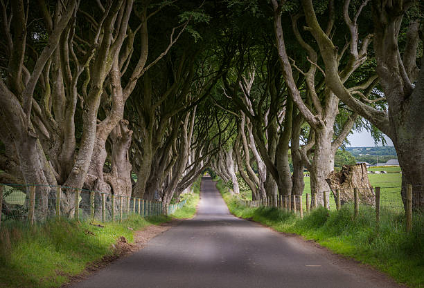 istock Dark Hedges in Ballymoney, Co. Antrim 517041427