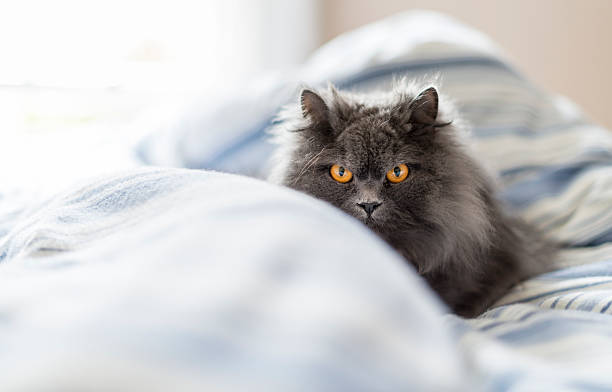 Grey British Longhair Cat in Bed Cork, Ireland - April 5, 2014: A beautiful British Long Hair cat lying in a comfy bed staring at the camera. british longhair stock pictures, royalty-free photos & images