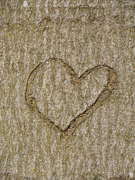 istock heart carved in tree trunk 517041577