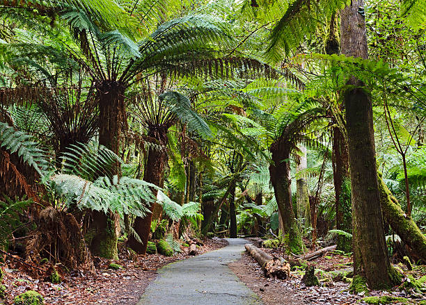 istock Tasmania Mt Field Disabled fern trees 517041581