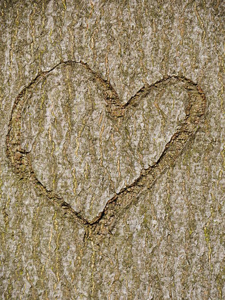 istock heart carved in tree trunk 517041595