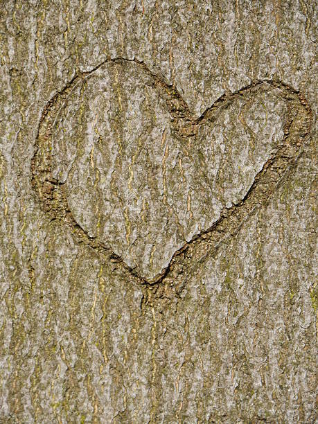 istock heart carved in tree trunk 517041605