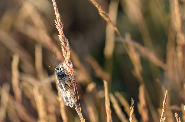 istock extreme closeup of butterfly on meadow 517041879