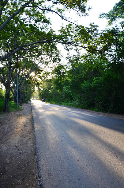 istock Tree Tunnel Natural Road at Sunset time in Nakhon Pathom 517042417