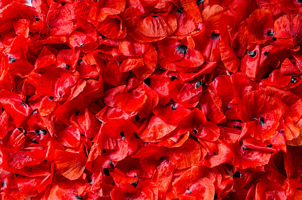 istock flakes of red poppies - background, texture 517043107