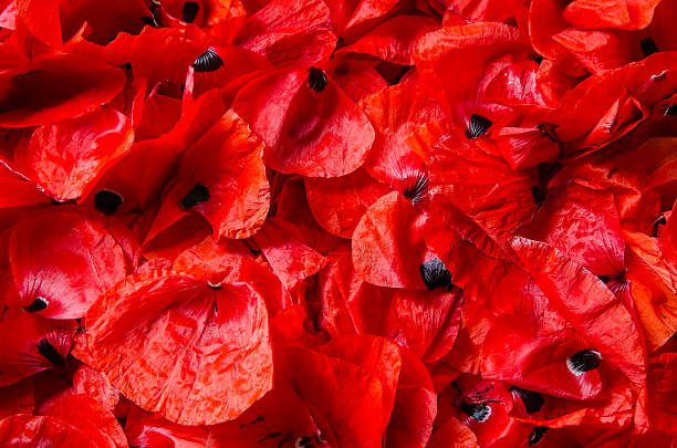 istock flakes of red poppies - background, texture 517043155