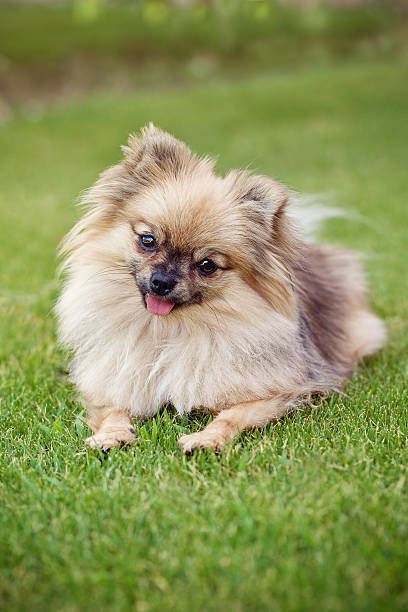 istock dog in a city park 517043173