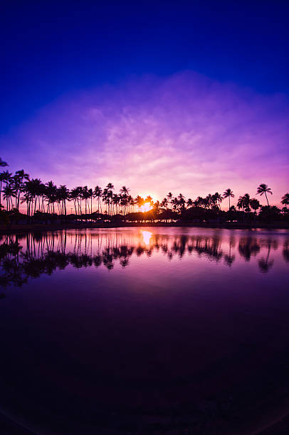 istock Palm trees and sunset of the sky,  Hawaii, 517043518
