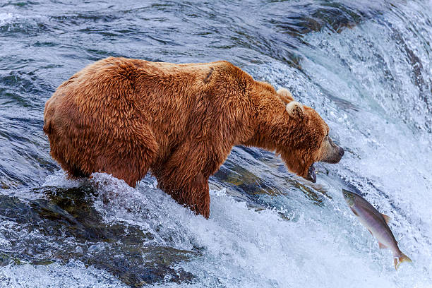 istock Grizzly Bears of alaska 517043554