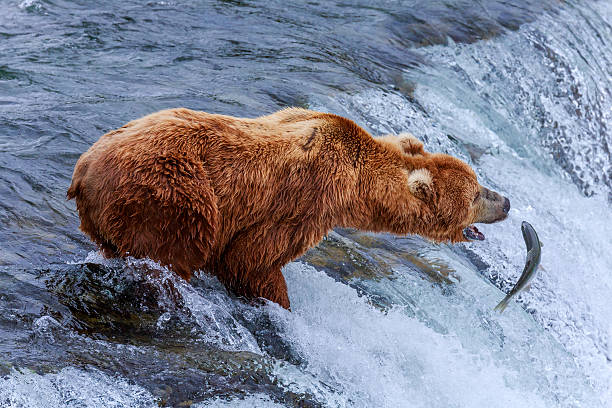 istock Grizzly Bears of alaska 517043606