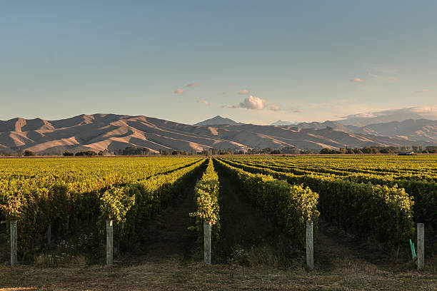 istock rows of vine in vineyard at sunset 517043682