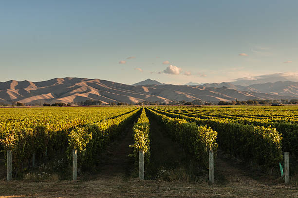 rows of vine in vineyard at sunset rows of vine in vineyard in New Zealand marlborough new zealand stock pictures, royalty-free photos & images