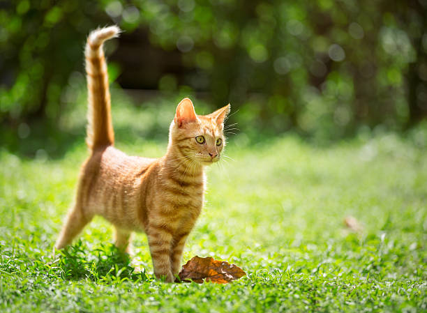 tiny adorable red kitten outdoor