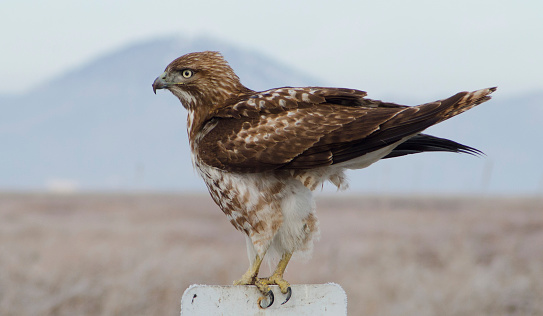 Hawk perched and preparing to fly at the Klamath National Wildlife Refuge in northern California.  Scientific name: Buteo lagopus.  The raptor feeds primarily on small rodents such as mice.  It breeds in the Arctic regions and is seen in the winter in many of the lower states of the United States.