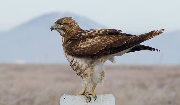 Rough-legged hawk stock photo