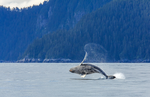 Hampback whale breaching jumping  at Kenai fjord national park