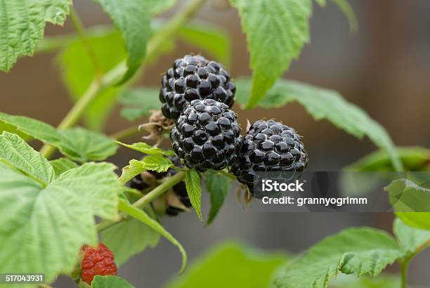 Moras De Rama Primer Plano Foto de stock y más banco de imágenes de Aire libre - Aire libre, Alimento, Antioxidante