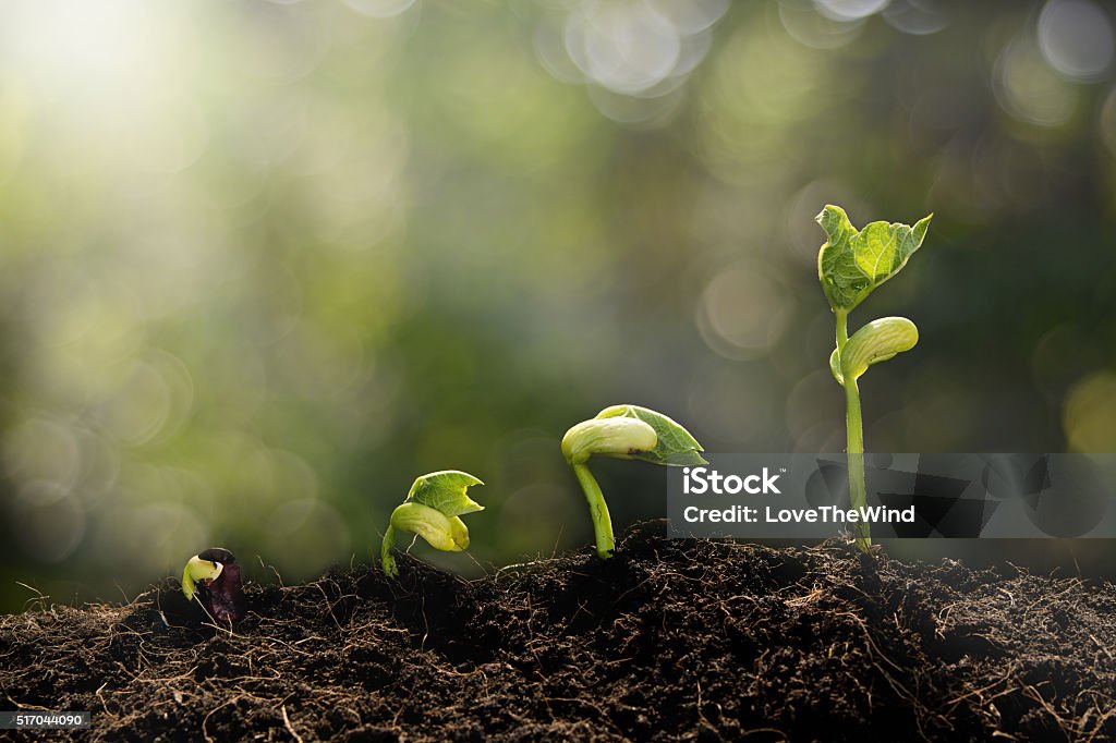 Joven planta crece por la mañana - Foto de stock de Cambio libre de derechos