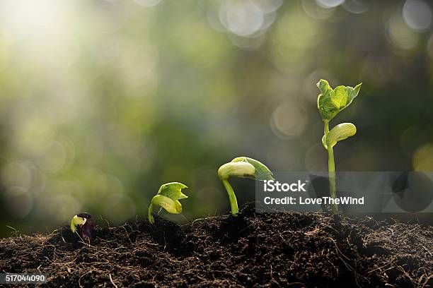 Joven Planta Crece Por La Mañana Foto de stock y más banco de imágenes de Cambio - Cambio, Naturaleza, Crecimiento