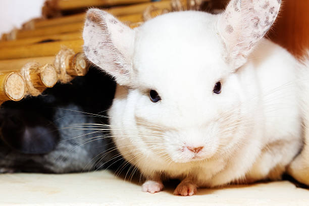 istock Chinchillas photographed close 517044270