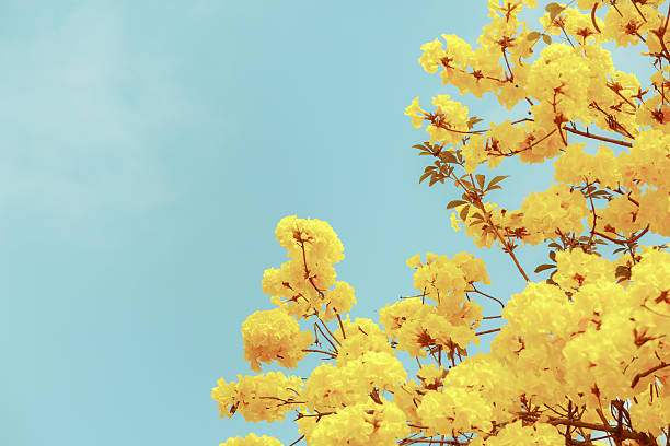 istock Yellow tabebuia flower blossom 517044794