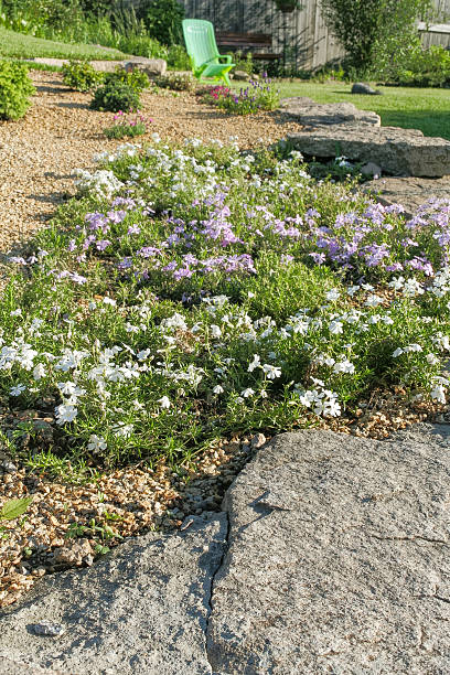istock Fragment of the alpine slide with flowering phlox subulate 517045108