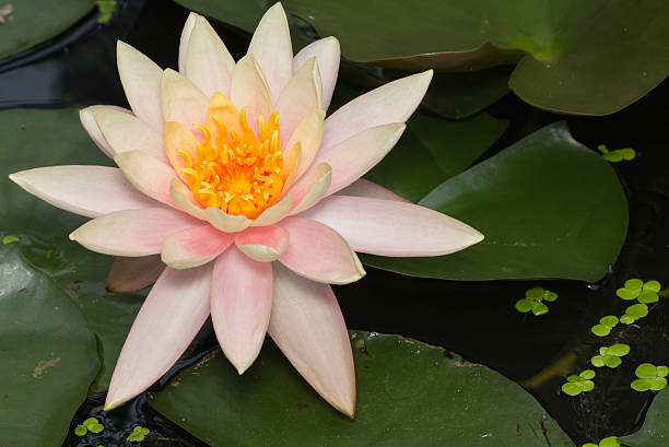 바하이 - lotus root water lotus plant 뉴스 사진 이미지