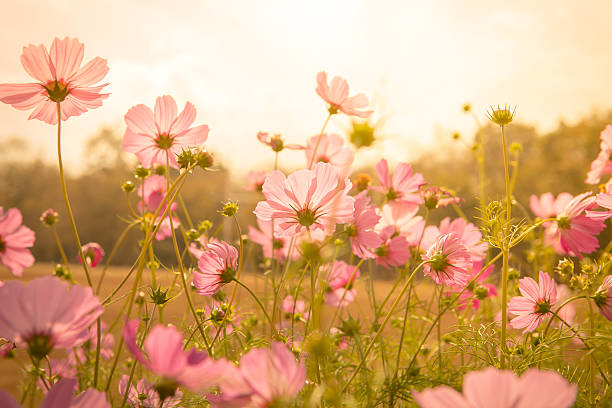 istock Cosmos flower blossom in garden 517045420