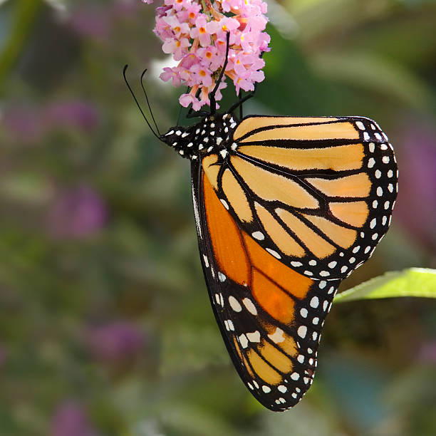 istock Monarch Butterfly on Butterfly Bush 517045471