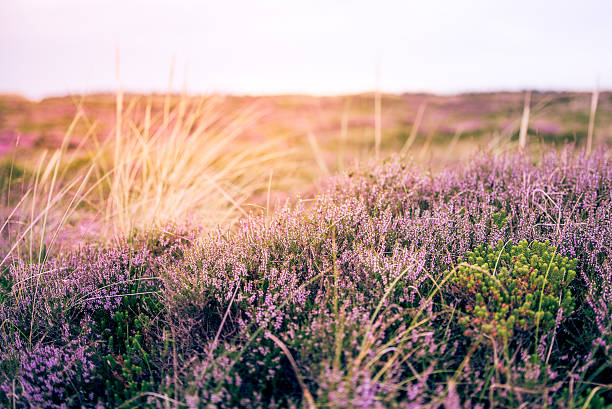 istock Dunes with Heather in meadow during sunrise 517045478