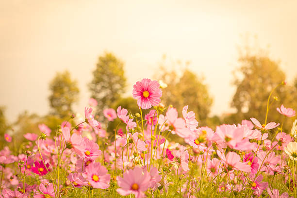 istock Cosmos flower blossom in garden 517045572