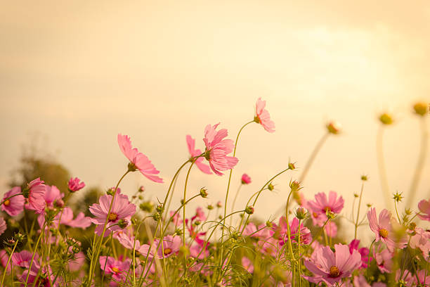 istock Cosmos flower blossom in garden 517045716
