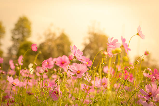 istock Cosmos flower blossom in garden 517045876