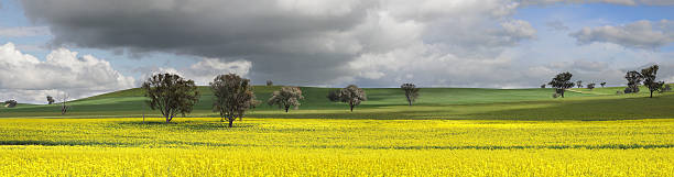 Fields of Green and Gold Fields of golden canola and wheat undersown with lucerne.   These canola crops are in the top 1-2% grown in Australia due to their high quality and yield. Clouds dapple the landscape and sun highlights the canola and backlights some of the trees. cowra stock pictures, royalty-free photos & images