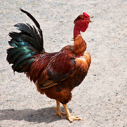 Transylvanian Naked Neck chicken also known as a Turken, profiled.