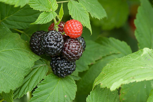 istock blackberries on a branch close-up 517046319