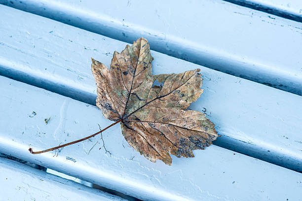 istock autumnal painted leaf on a park bench 517046740