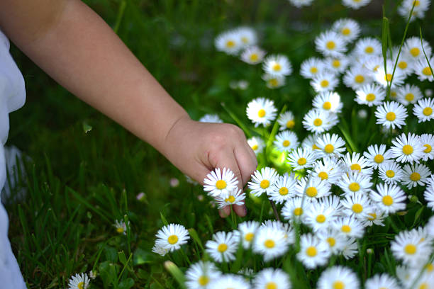 istock girl picked  chamomile flowers 517046836