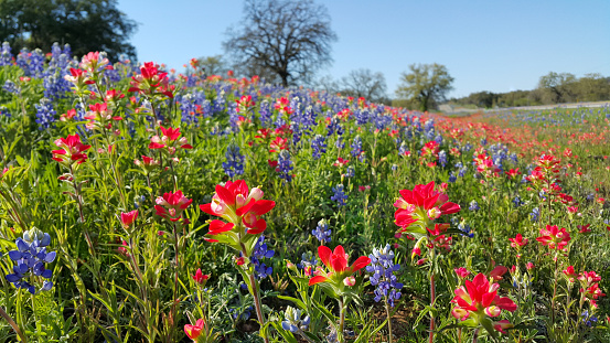 Bluebonnets, Indian Paintbrush, wildflower color, Texas Hill Country backroads. A dazzling carpet of vibrant wildflowers covers the Texas landscape in the March and April Springtime.