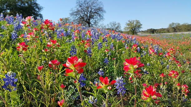 flores, leituga, flores silvestres cor, texas hill país - lupine single flower flower blue imagens e fotografias de stock